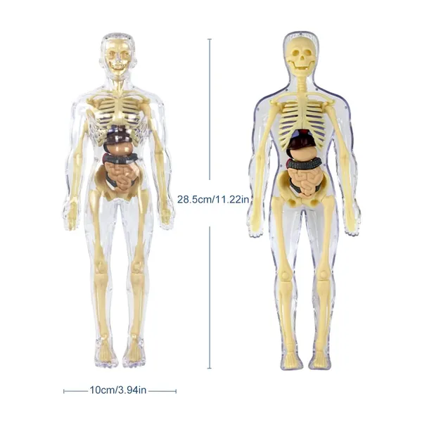 Human_Body_Model_For_Kids,_Toys_For_6+_Year_Kids