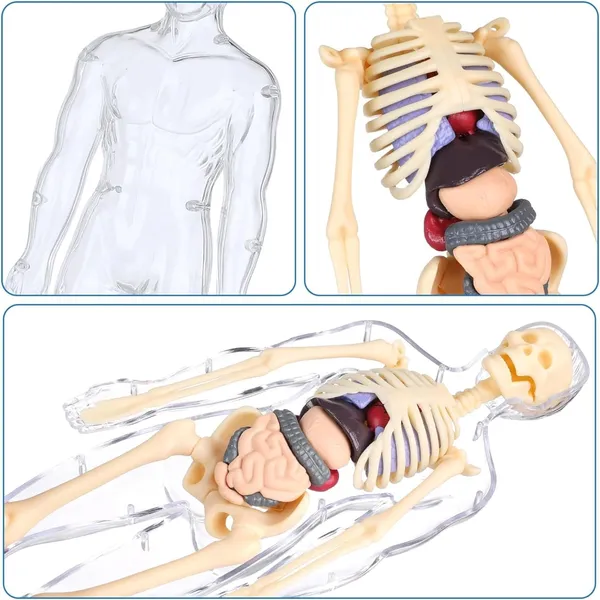 Human_Body_Model_For_Kids,_Toys_For_6+_Year_Kids