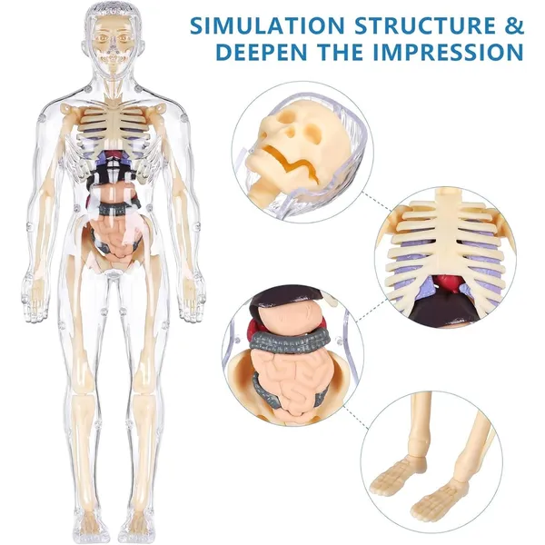 Human_Body_Model_For_Kids,_Toys_For_6+_Year_Kids