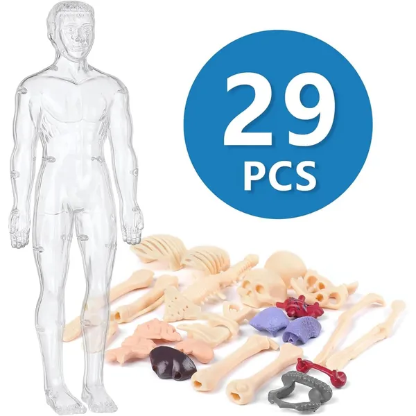 Human_Body_Model_For_Kids,_Toys_For_6+_Year_Kids