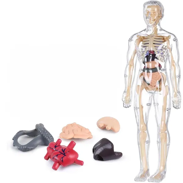 Human_Body_Model_For_Kids,_Toys_For_6+_Year_Kids