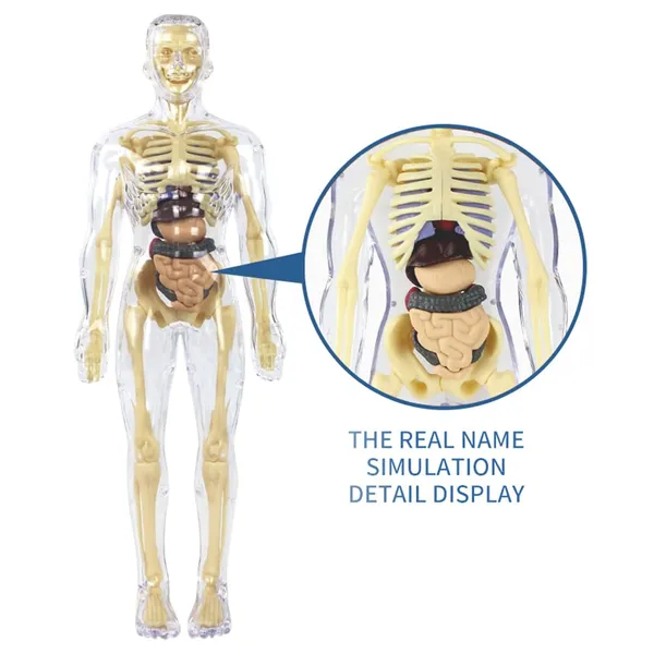 Human_Body_Model_For_Kids,_Toys_For_6+_Year_Kids