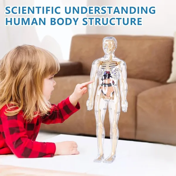 Human_Body_Model_For_Kids,_Toys_For_6+_Year_Kids