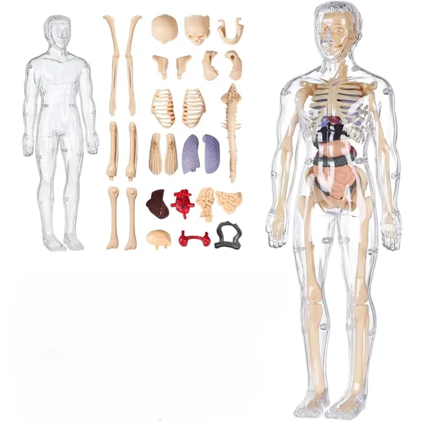 Human_Body_Model_For_Kids,_Toys_For_6+_Year_Kids