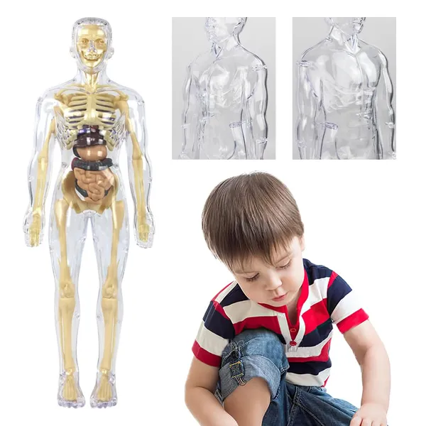 Human_Body_Model_For_Kids,_Toys_For_6+_Year_Kids