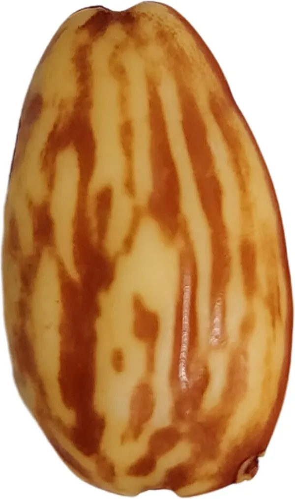 Brown_Artificial_Plastic_Dryfruit_Beads_For_Art_Craft_Decoration_Jewellery_Bracelet_Making_(Almond_Badam)_(Pack_Of_100)_(250_Gram)