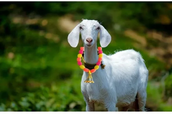 Multicolour_Cow_Ghanti_Mala_Of_Moti_Beads_(40.6_X_20.3_X_2.5_Cm)