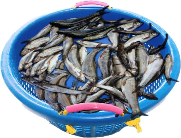 Multicolor_Plastic_Fishing_Basket_Holder
