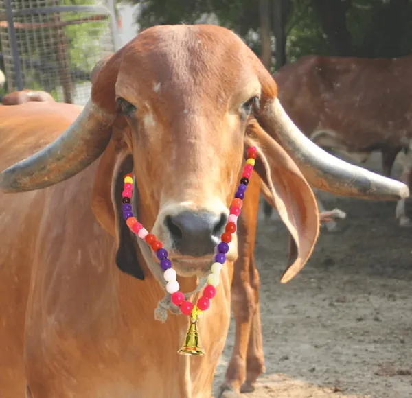 Multicolor_Cow_Ghanti_Mala_Of_Moti_Beads_(40.6_X_20.3_X_2.5_Cm)