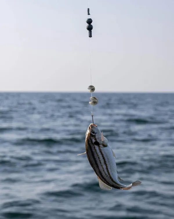 Silver_Fishing_Split_Shot_Lead_Sinker_Weight_For_Line_(Pack_Of_80)_(7_X_7_X_2_Cm)