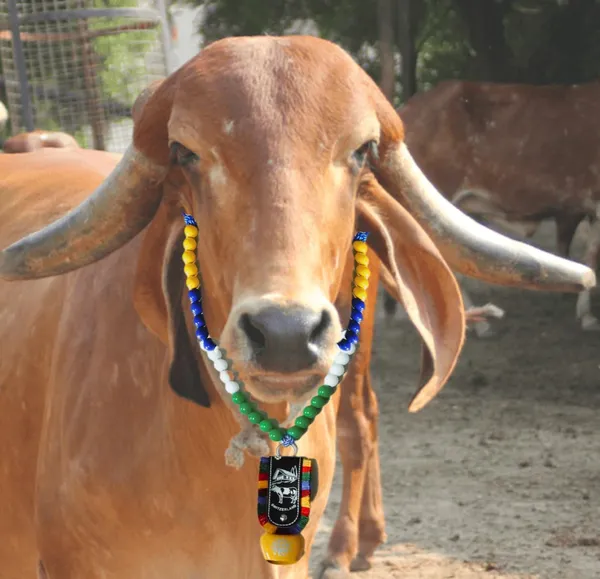 Multicolor_Cow_Ghanti_Mala_Of_Moti_Beads_(40.6_X_20.3_X_2.5_Cm)