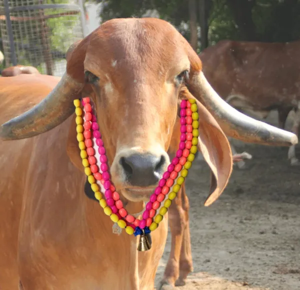 Multicolor_Cow_Ghanti_Mala_Of_Moti_Beads_(40.6_X_20.3_X_2.5_Cm)