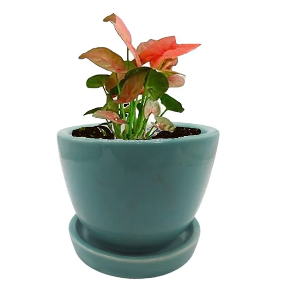 Cup_Plate_Ceramic_Flower_Pot_Planter_Indoor_Outdoor_Planter_3_Inch_Handicraft_by_Awarded__n_Artisan_(Green)