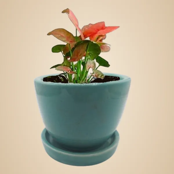 Cup_Plate_Ceramic_Flower_Pot_Planter_Indoor_Outdoor_Planter_3_Inch_Handicraft_by_Awarded__n_Artisan_(Green)