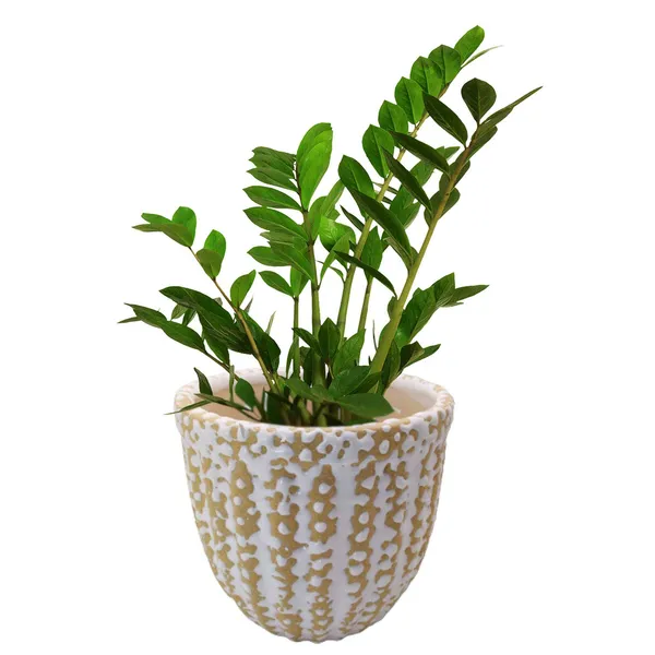 Cream_Ceramic_Planter_Indoor_Outdoor_Flower_Pot_5_inch