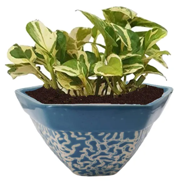 Ceramic_Flower_Pot_Planter_Indoor_Outdoor_Planter_Handicraft_by_Awarded__n_Artisan_(H-5_x_D-8_Inch,_Blue)