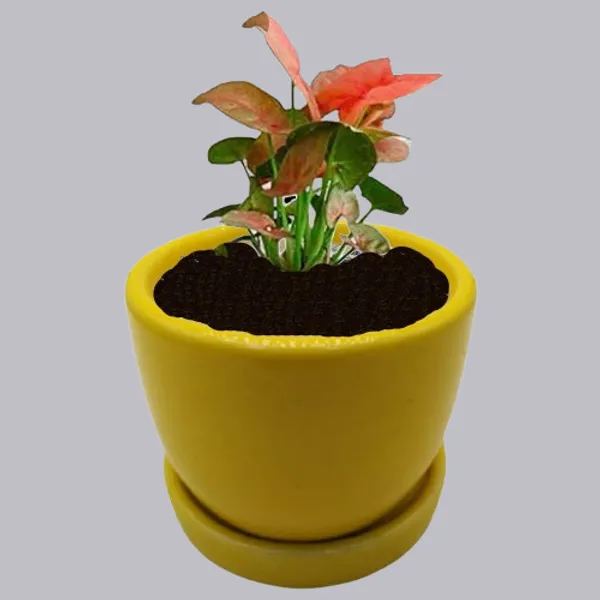 Yellow_Ceramic_Cup_Plate_Planter_Flower_Pot_Plant_Container_Indoor_Vase_3_Inch