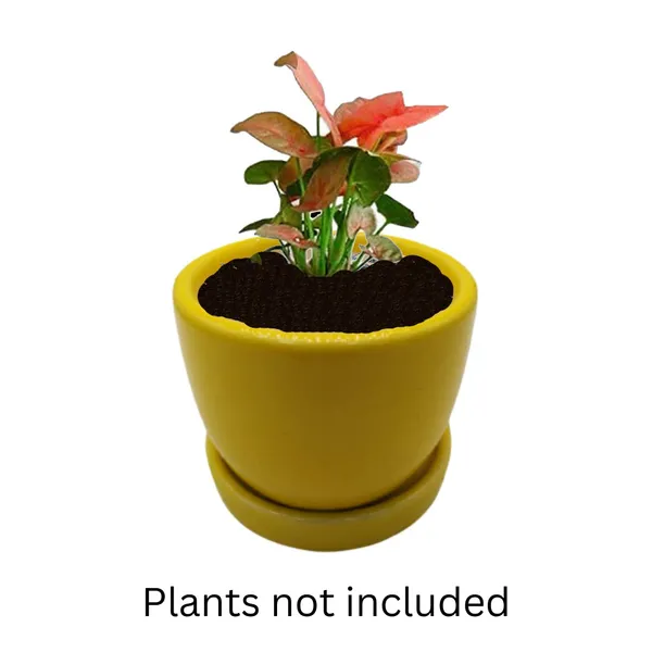 Yellow_Ceramic_Cup_Plate_Planter_Flower_Pot_Plant_Container_Indoor_Vase_3_Inch