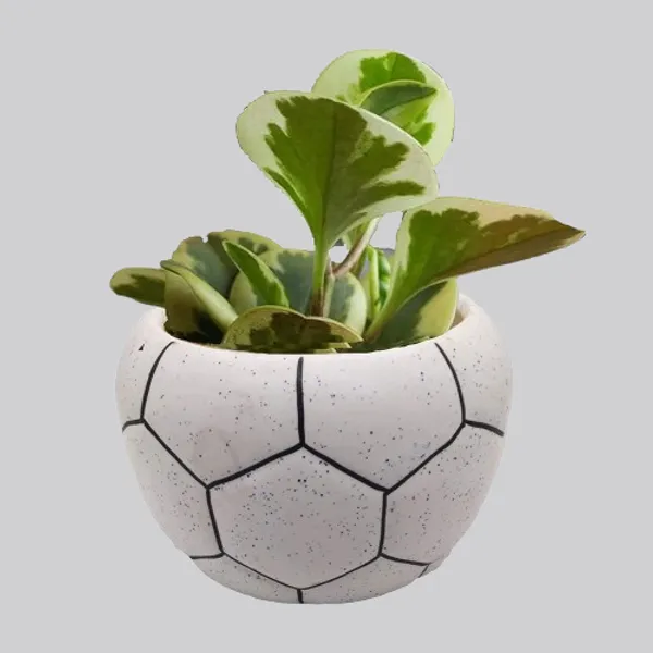 Ceramic_Football_Shaped_Planter_Pot_Flower_Pot_Handicraft_by_Awarded__n_Artisan_(White,_Large),_1_Piece