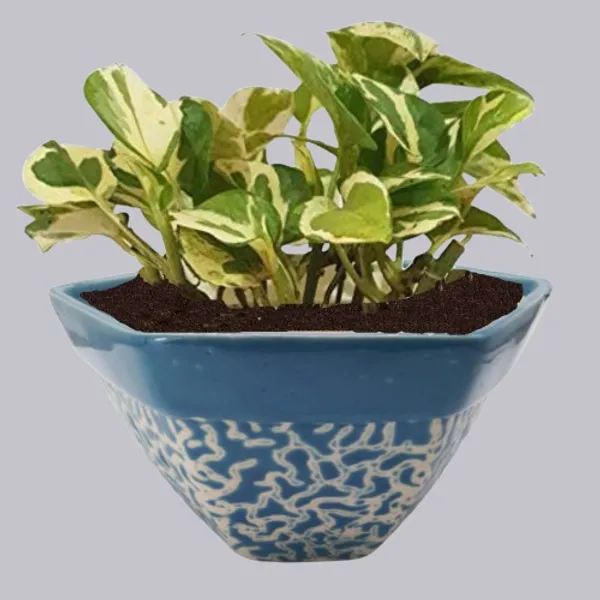Ceramic_Flower_Pot_Planter_Indoor_Outdoor_Planter_Handicraft_by_Awarded__n_Artisan_(H-5_x_D-8_Inch,_Blue)