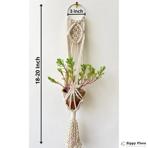 Zippy_Flora_Mini_Macrame_Plant_Hanger_,_Set_Of_2_Hangers_(Zf150618),_White