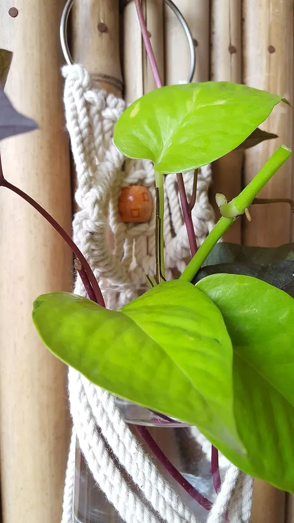 Zippy_Flora_Mini_Macrame_Plant_Hanger_,_Set_Of_2_Hangers_(Zf150618),_White