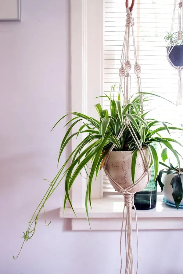 Off-White_Aster_Hanger_Macrame_Plant_Hanger_for_Home/Garden/Balcony