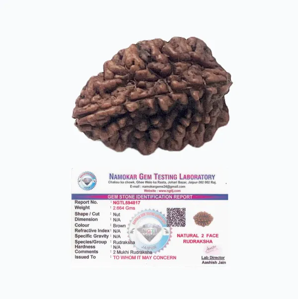 2_Mukhi_Rudraksha_(Nepali)