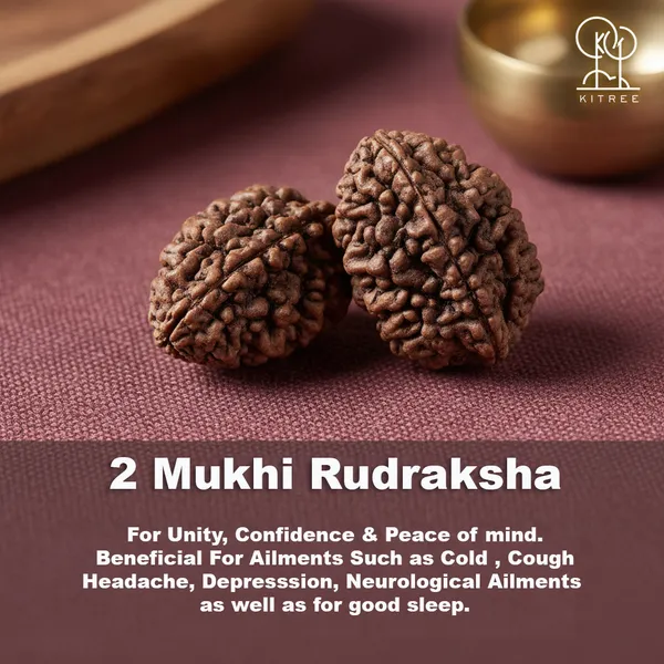 2_Mukhi_Rudraksha_(Nepali)