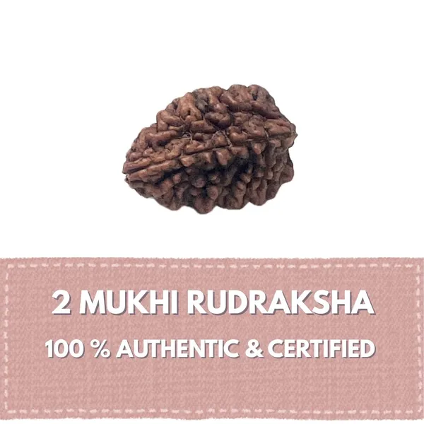 2_Mukhi_Rudraksha_(Nepali)