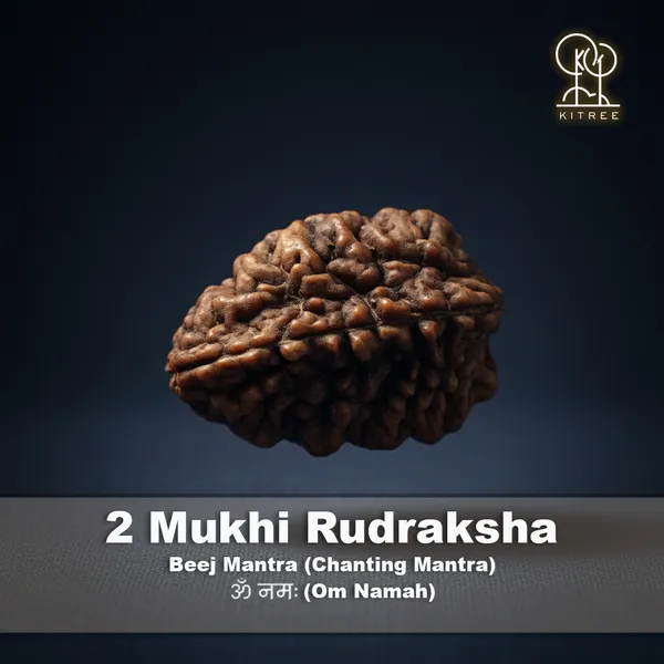 2_Mukhi_Rudraksha_(Nepali)