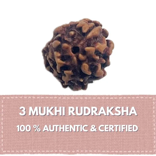 3_mukhi_rudraksha_(Nepali)