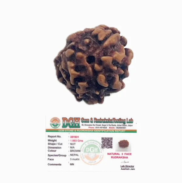 3_mukhi_rudraksha_(Nepali)