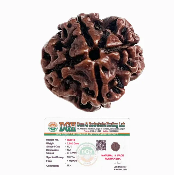 4_Mukhi_Rudraksha_(Nepali)