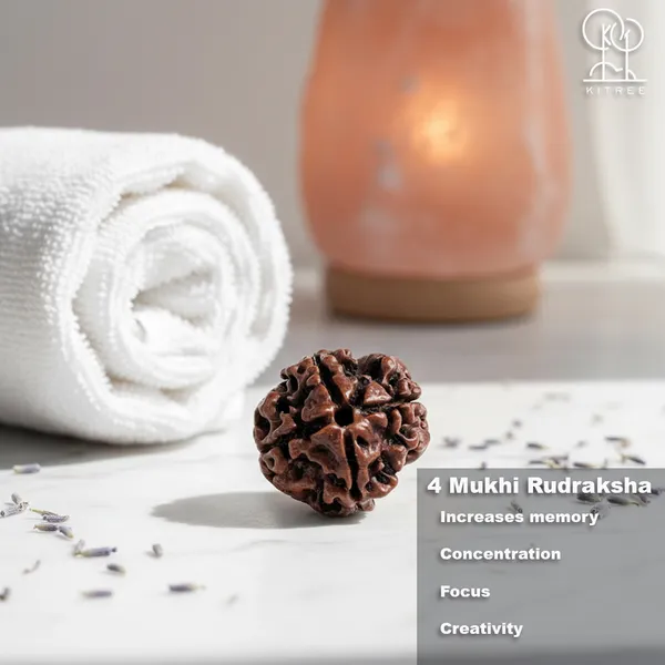 4_Mukhi_Rudraksha_(Nepali)