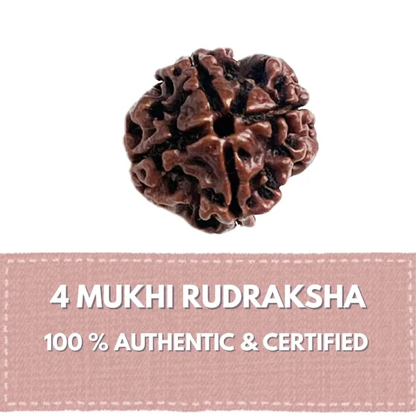4_Mukhi_Rudraksha_(Nepali)