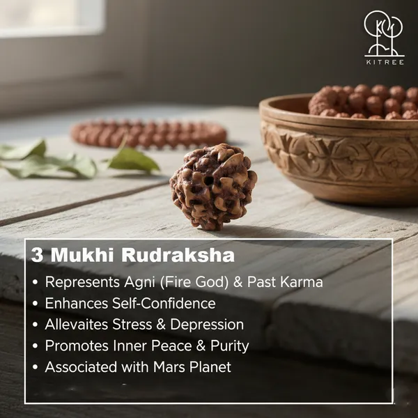 3_mukhi_rudraksha_(Nepali)