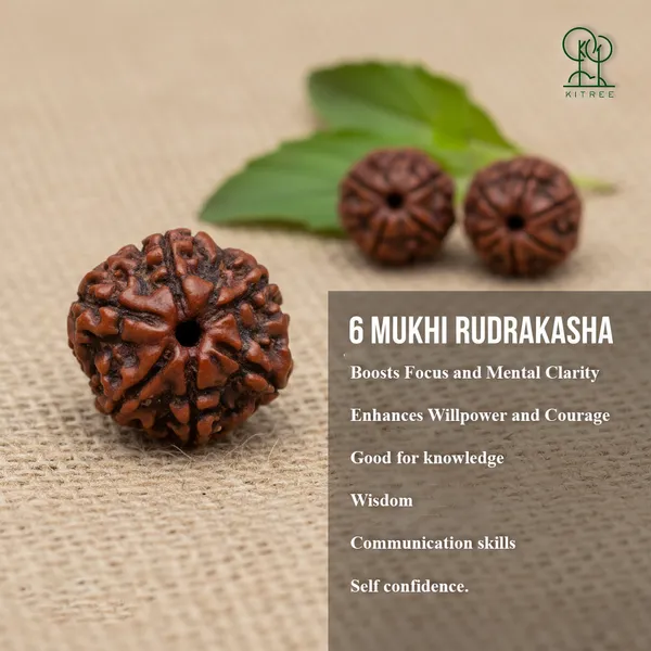 6_mukhi_Rudraksha_For_Male_and_Female_(Nepali)