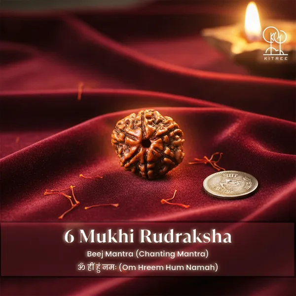 6_mukhi_Rudraksha_For_Male_and_Female_(Nepali)