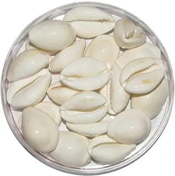 White_21_Kaudi_/_Koudi_Shells-_for_Laxmi_Pooja_|_Diwali_Pooja_|_Deepawali_P_Decorative_Showpiece_Stoneware_Yantra
