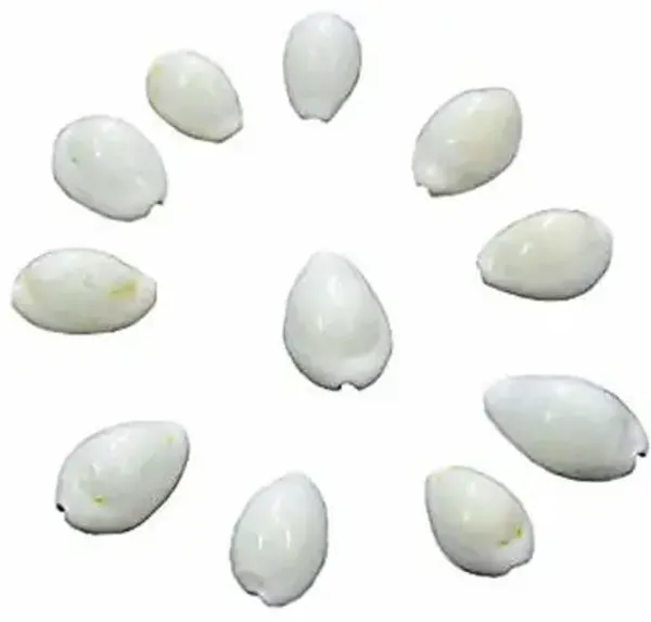 White_21_Kaudi_/_Koudi_Shells-_for_Laxmi_Pooja_|_Diwali_Pooja_|_Deepawali_P_Decorative_Showpiece_Stoneware_Yantra