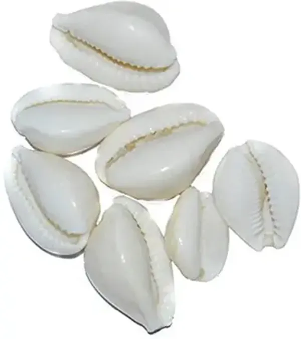 White_21_Kaudi_/_Koudi_Shells-_for_Laxmi_Pooja_|_Diwali_Pooja_|_Deepawali_P_Decorative_Showpiece_Stoneware_Yantra