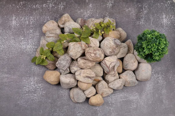Rainforest_Brown_Pebbles_-_M_(2-3_inch)