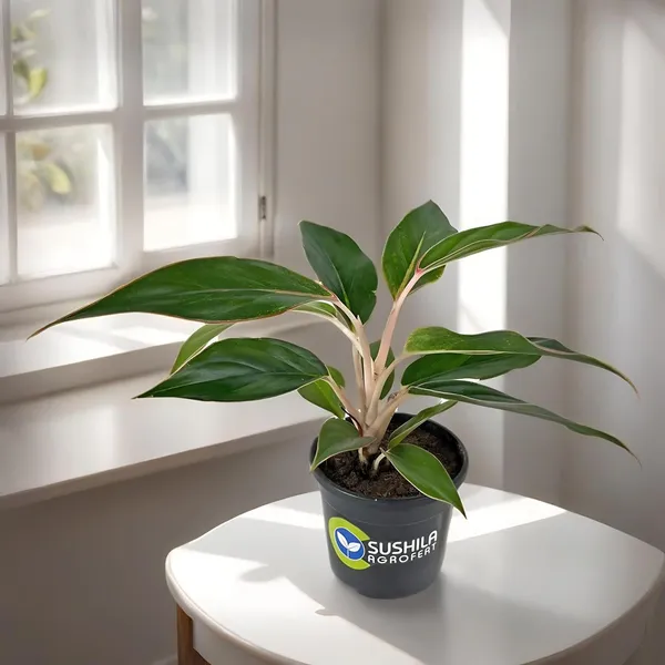 Sushila Agrofert Green Aglaonema Black Lipstick Live Plant With Pot Best  For Indoor Home Decor Price in India - Buy Sushila Agrofert Green Aglaonema  ...