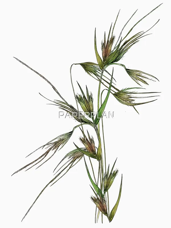 Kangaroo_Grass_Classic_T-Shirt