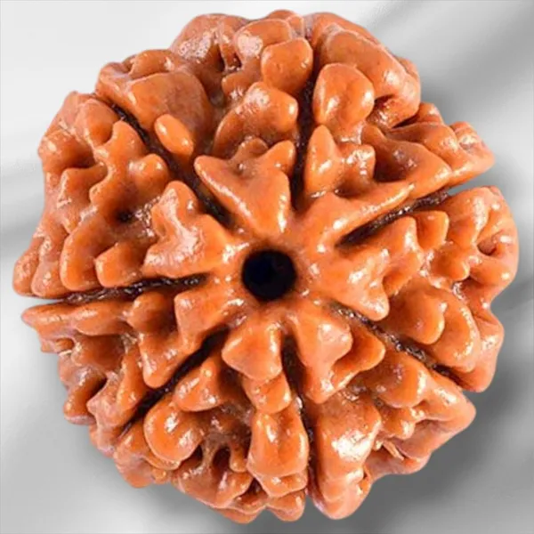 Brown_7_Mukhi_Nepali_Rudraksha_For_Men_&_Women