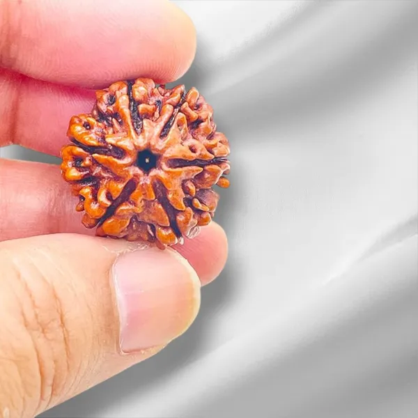 Brown_6_Mukhi_Nepali_Rudraksha_For_Men_&_Women