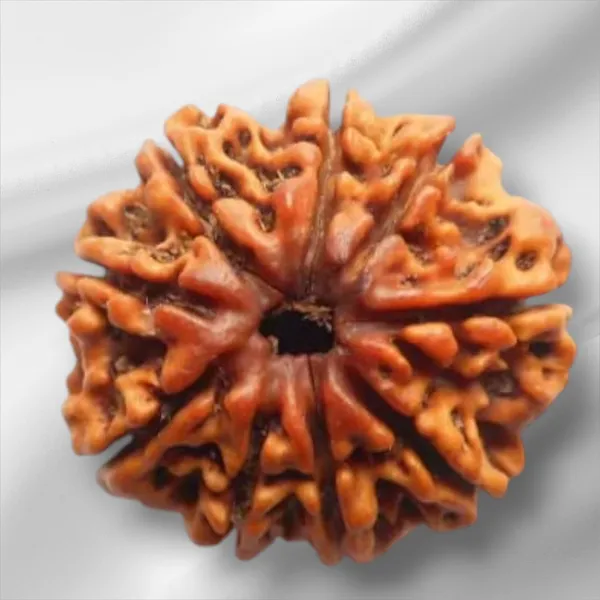 Brown_9_Mukhi_Nepali_Rudraksha_For_Men_&_Women
