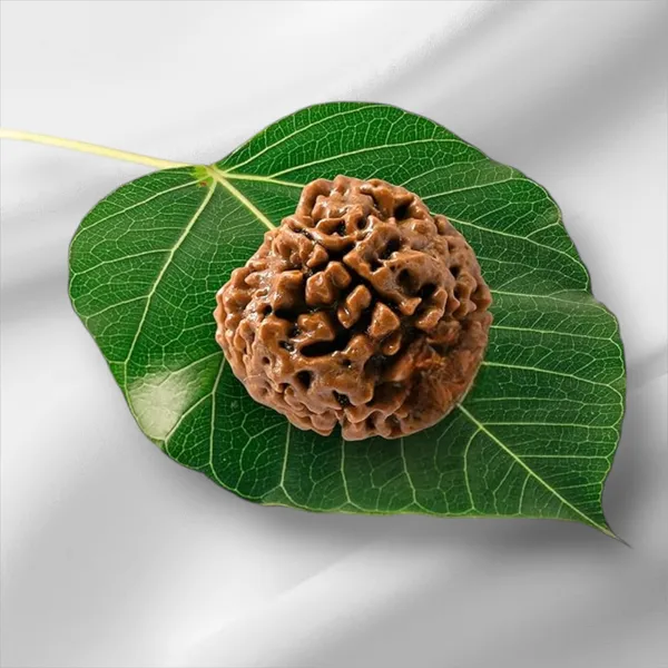 Brown_4_Mukhi_Nepali_Rudraksha_For_Men_&_Women