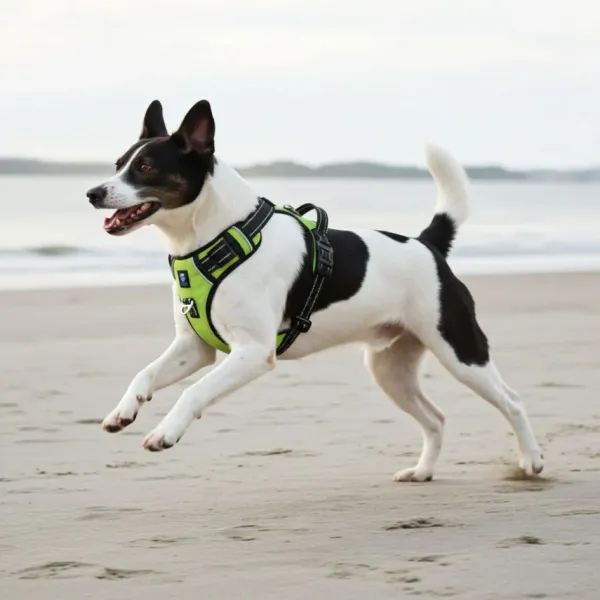 HANK_3M_Reflective_No_Pull_Dog_Harness_|_Neon_Green